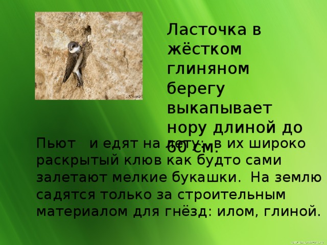 Залетела береговушка в густой лес смотрит на высокой ели план