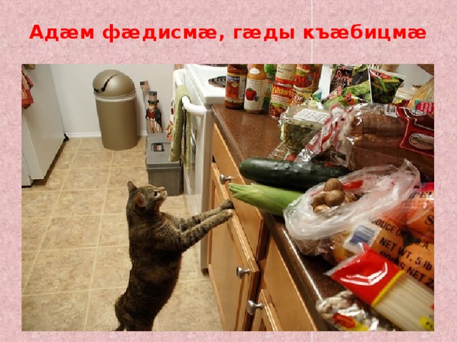 Адæм фæдисмæ, гæды къæбицмæ   