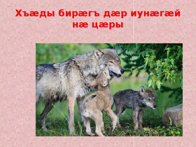 Хъæды бирæгъ дæр иунæгæй нæ цæры 