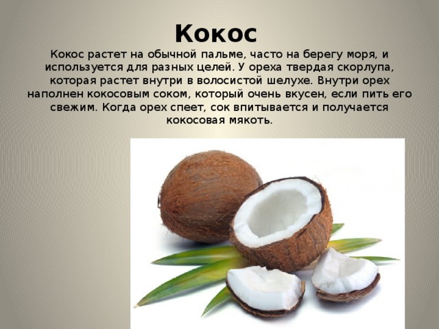 Кокос    Кокос растет на обычной пальме, часто на берегу моря, и используется для разных целей. У ореха твердая скорлупа, которая растет внутри в волосистой шелухе. Внутри орех наполнен кокосовым соком, который очень вкусен, если пить его свежим. Когда орех спеет, сок впитывается и получается кокосовая мякоть. 