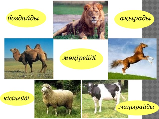 боздайды ақырады мөңірейді кісінейді маңырайды 