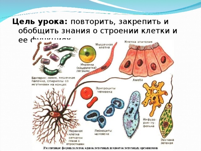 Цель урока: повторить, закрепить и обобщить знания о строении клетки и ее функциях. 
