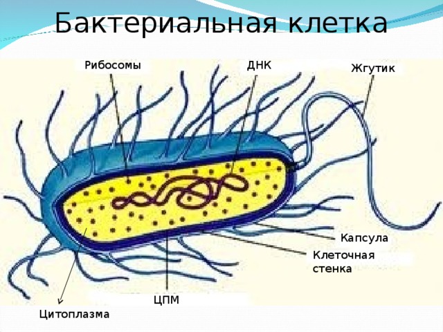 Бактериальная клетка Рибосомы ДНК Жгутик Капсула Клеточная стенка ЦПМ Цитоплазма 