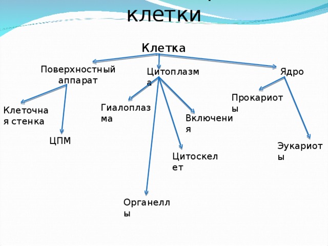 Общий план строения клетки Клетка   Поверхностный аппарат Ядро  Цитоплазма Прокариоты Гиалоплазма  Клеточная стенка Включения  ЦПМ Эукариоты Цитоскелет Органеллы  