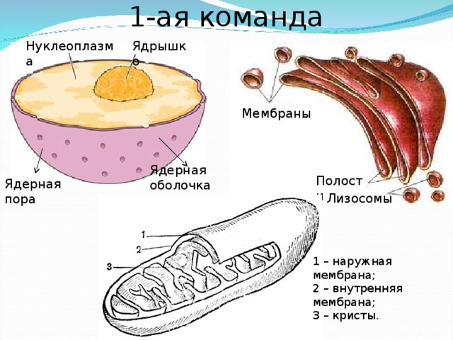 Картинка ядерная мембрана