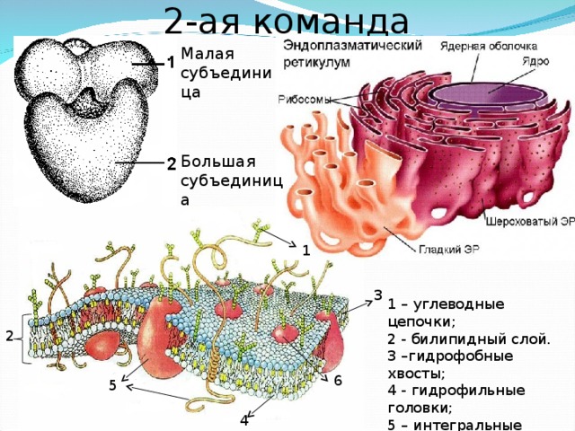 2-ая команда Малая субъединица Большая субъединица 1 3 1 – углеводные цепочки; 2 - билипидный слой. 3 –гидрофобные хвосты; 4 - гидрофильные головки; 5 – интегральные белки; 6 – поверхностный белок; 2 6 5 4 4 