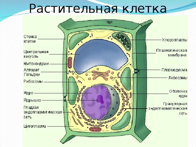 Растительная клетка 