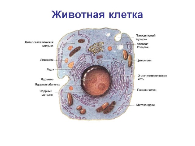 Животная клетка 