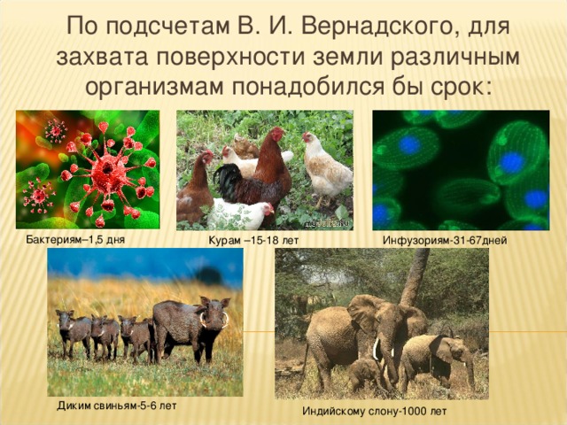 По подсчетам В. И. Вернадского, для захвата поверхности земли различным организмам понадобился бы срок: Бактериям–1,5  дня Курам –15-18 лет Инфузориям-31-67дней Диким свиньям-5-6 лет Индийскому слону-1000 лет 