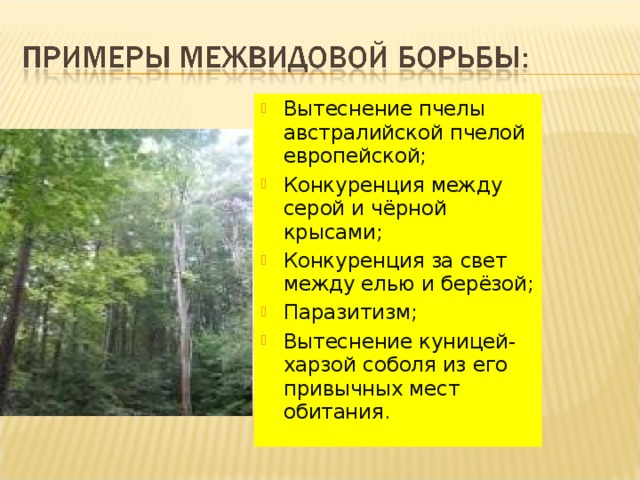 Вытеснение пчелы австралийской пчелой европейской; Конкуренция между серой и чёрной крысами; Конкуренция за свет между елью и берёзой; Паразитизм; Вытеснение куницей-харзой соболя из его привычных мест обитания . 