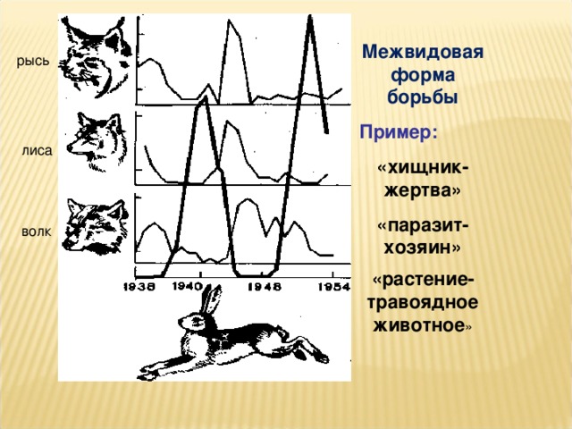 Межвидовая форма борьбы Пример: «хищник-жертва» «паразит-хозяин» «растение-травоядное животное » 
