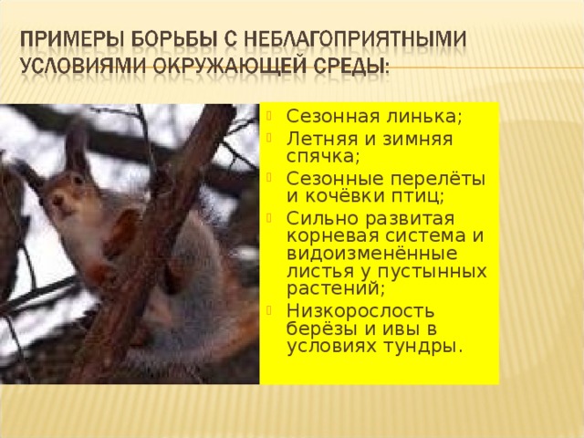 Сезонная линька; Летняя и зимняя спячка; Сезонные перелёты и кочёвки птиц; Сильно развитая корневая система и видоизменённые листья у пустынных растений; Низкорослость берёзы и ивы в условиях тундры.  