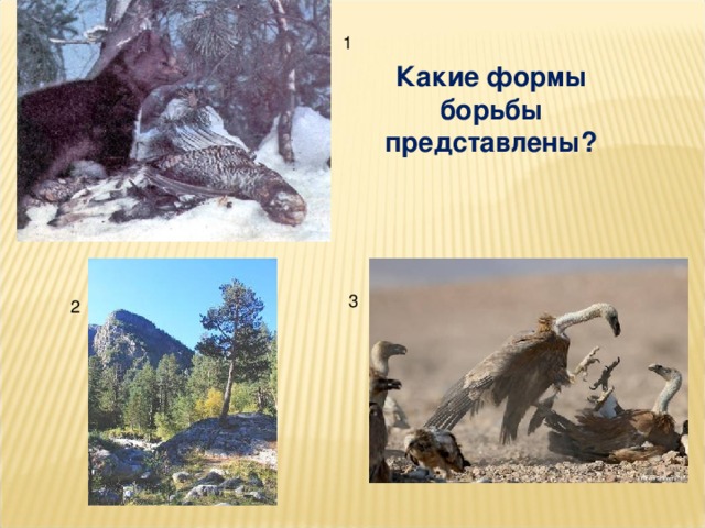 Какие формы борьбы представлены? 
