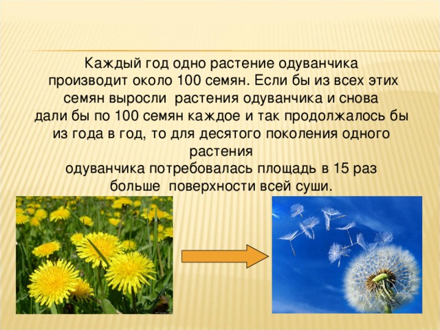 Каждый год одно растение одуванчика  производит около 100 семян. Если бы из всех этих  семян выросли растения одуванчика и снова дали бы по 100 семян каждое и так продолжалось бы из года в год, то для десятого поколения одного растения одуванчика потребовалась площадь в 15 раз больше поверхности всей суши.  К. А. Тимирязев 