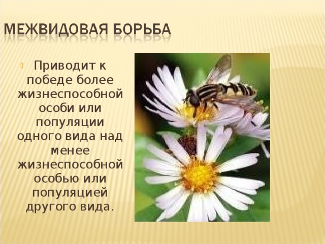 Приводит к победе более жизнеспособной особи или популяции одного вида над менее жизнеспособной особью или популяцией другого вида. 