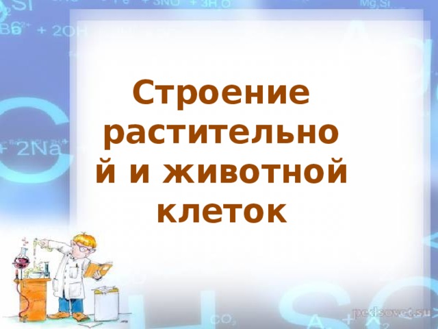 Строение растительной и животной клеток 