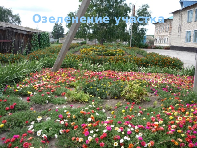 Озеленение участка 
