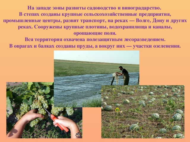 На западе зоны развиты садоводство и виноградарство. В степях созданы крупные сельскохозяйственные предприятия, промышленные центры, развит транспорт, на реках — Волге, Дону и других реках. Сооружены крупные плотины, водохранилища и каналы, орошающие поля. Вся территория охвачена полезащитным лесоразведением. В оврагах и балках созданы пруды, а вокруг них — участки озеленения.