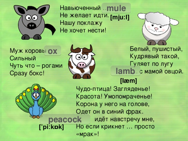 mule Навьюченный … Не желает идти. Нашу поклажу Не хочет нести! [mjuːl] Белый, пушистый, Кудрявый такой, Гуляет по лугу … с мамой овцой. ox Муж коровы Сильный Чуть что – рогами Сразу бокс! lamb [læm] Чудо-птица! Загляденье! Красота! Умопомраченье! Корона у него на голове, Одет он в синий фрак. … идёт навстречу мне, Но если крикнет … просто «мрак»! peacock [ˈpiːkɒk]  