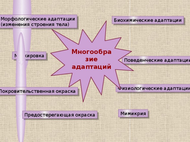 Морфологические адаптации (изменения строения тела) Биохимические адаптации Многообразие адаптаций Маскировка Поведенческие адаптации Физиологические адаптации Покровительственная окраска Мимикрия Предостерегающая окраска 