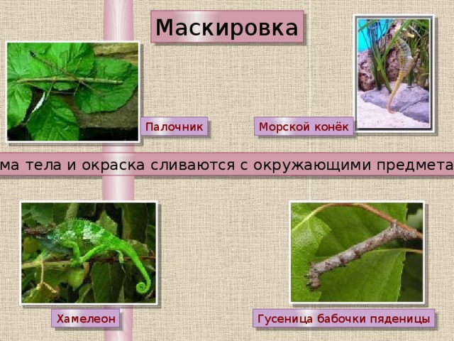 Маскировка Палочник Морской конёк Форма тела и окраска сливаются с окружающими предметами Хамелеон Гусеница бабочки пяденицы 