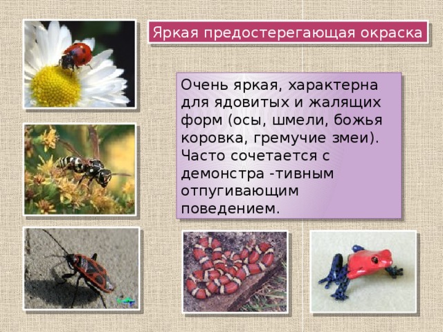 Яркая предостерегающая окраска Очень яркая, характерна для ядовитых и жалящих форм (осы, шмели, божья коровка, гремучие змеи). Часто сочетается с демонстра -тивным отпугивающим поведением. 