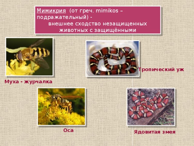Мимикрия (от греч. mimikos – подражательный) - внешнее сходство незащищенных животных с защищёнными Тропический уж Муха - журчалка Оса Ядовитая змея 