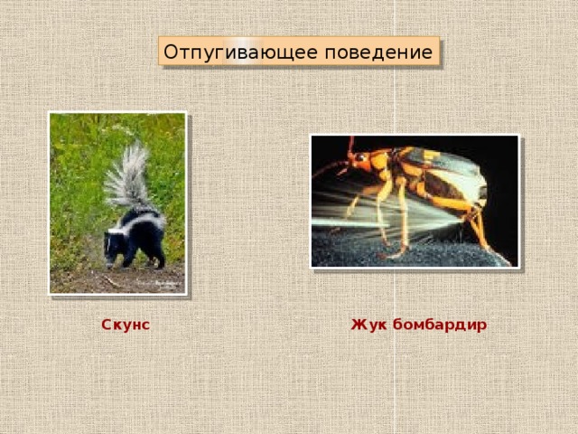 Отпугивающее поведение Скунс Жук бомбардир 
