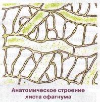 Лист мха под микроскопом рисунок