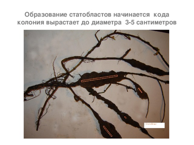 Образование статобластов начинается кода колония вырастает до диаметра 3-5 сантиметров 