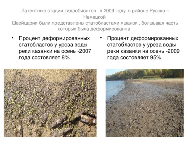 Латентные стадии гидробионтов  в 2009 году  в районе Русско – Немецкой  Швейцарии были представлены статобластами мшанок , болшьшая часть которых была деформированна  Процент деформированных статобластов у уреза воды реки казанки на осень -200 7  года состовляет 8 %  Процент деформированных статобластов у уреза воды реки казанки на осень -2009 года состовляет 95 % 