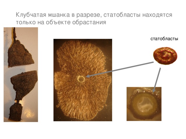 Клубчатая мшанка в разрезе, статобласты находятся только на объекте обрастания  статобласты 