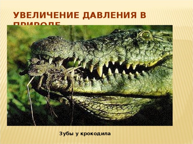 УВЕЛИЧЕНИЕ ДАВЛЕНИЯ В ПРИРОДЕ Зубы у крокодила 
