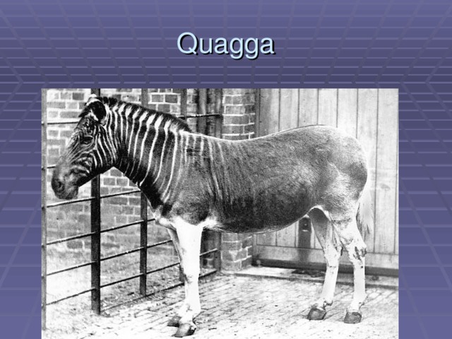 Quagga 