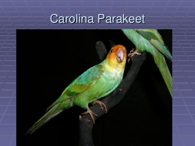 Carolina Parakeet 