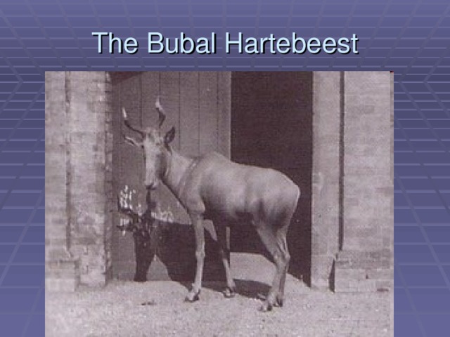 The Bubal Hartebeest 