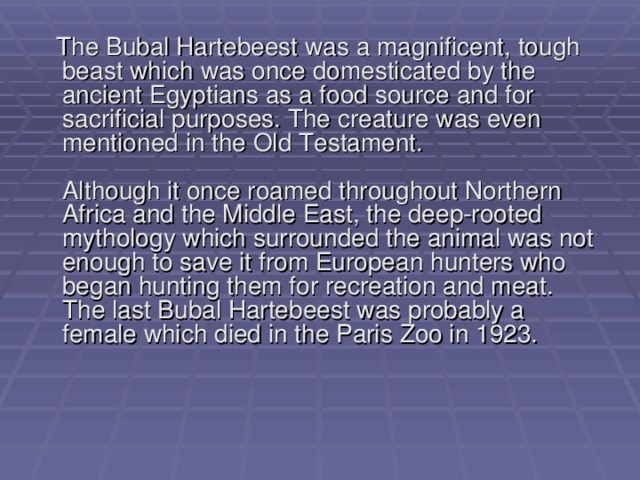  The Bubal Hartebeest was a magnificent, tough beast which was once domesticated by the ancient Egyptians as a food source and for sacrificial purposes. The creature was even mentioned in the Old Testament.   Although it once roamed throughout Northern Africa and the Middle East, the deep-rooted mythology which surrounded the animal was not enough to save it from European hunters who began hunting them for recreation and meat. The last Bubal Hartebeest was probably a female which died in the Paris Zoo in 1923.    