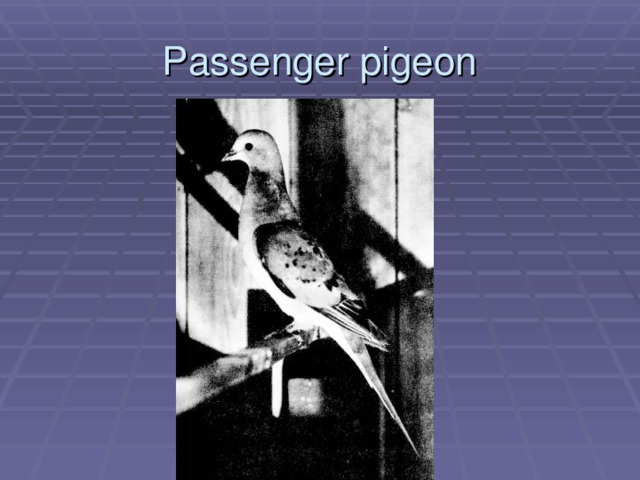 Passenger pigeon 