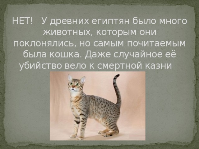 НЕТ! У древних египтян было много животных, которым они поклонялись, но самым почитаемым была кошка. Даже случайное её убийство вело к смертной казни 