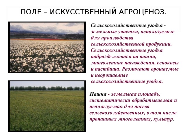 Примеры культурных растений сельскохозяйственных угодий полевых