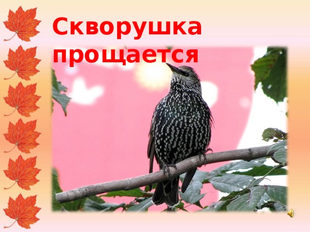 План рассказа скворушка
