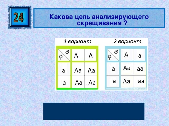 Решение задач по теме "Анализирующее скрещивание"
