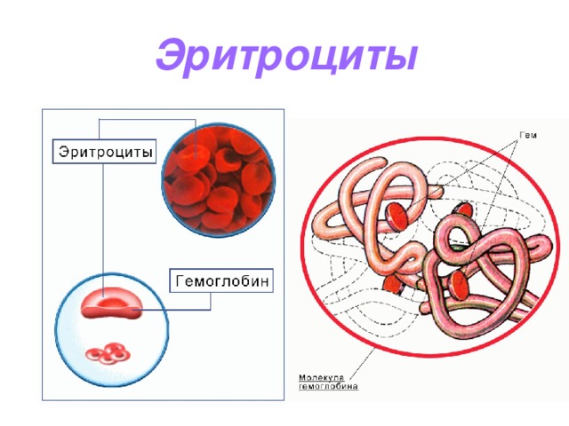 Эритроциты 