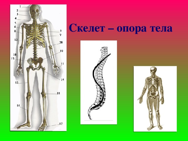  Скелет – опора тела 