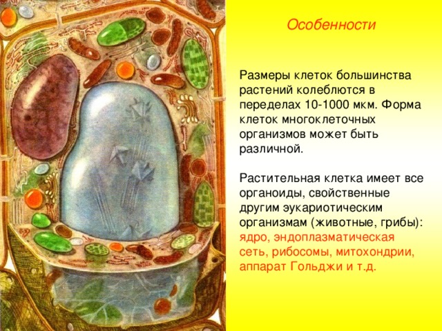 Особенности Размеры клеток большинства растений колеблются в переделах 10-1000 мкм. Форма клеток многоклеточных организмов может быть различной. Растительная клетка имеет все органоиды, свойственные другим эукариотическим организмам (животные, грибы): ядро, эндоплазматическая сеть, рибосомы, митохондрии, аппарат Гольджи и т.д.