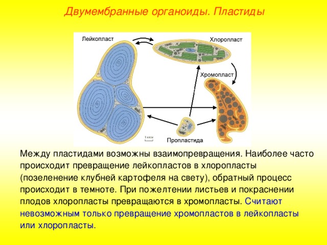 В органоиде показанном на рисунке происходит