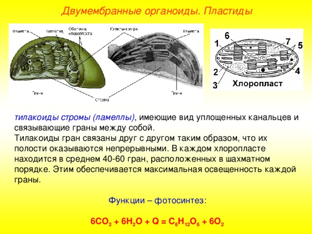 Двумембранные органоиды. Пластиды тилакоиды стромы (ламеллы) , имеющие вид уплощенных канальцев и связывающие граны между собой. Тилакоиды гран связаны друг с другом таким образом, что их полости оказываются непрерывными. В каждом хлоропласте находится в среднем 40-60 гран, расположенных в шахматном порядке. Этим обеспечивается максимальная освещенность каждой граны. Функции – фотосинтез:  6СО 2 + 6Н 2 О + Q = C 6 Н 12 О 6 + 6О 2