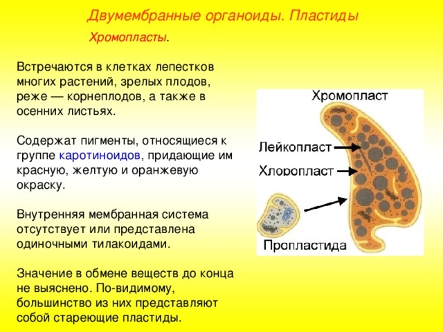 Двумембранные органоиды. Пластиды Хромопласты . Встречаются в клетках лепестков многих растений, зрелых плодов, реже — корнеплодов, а также в осенних листьях. Содержат пигменты, относящиеся к группе каротиноидов , придающие им красную, желтую и оранжевую окраску. Внутренняя мембранная система отсутствует или представлена одиночными тилакоидами. Значение в обмене веществ до конца не выяснено. По-видимому, большинство из них представляют собой стареющие пластиды.