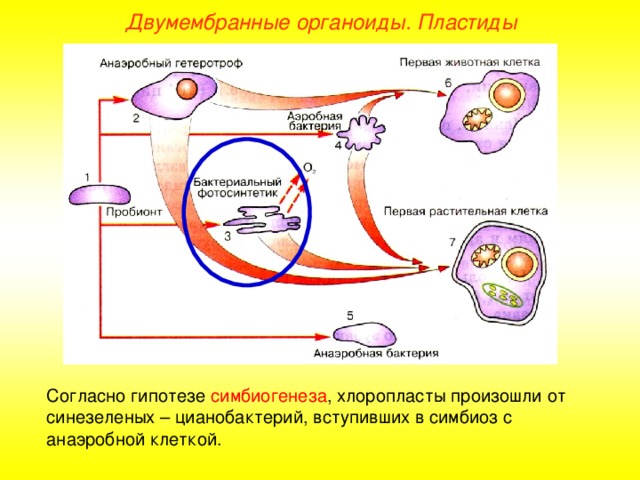 Двумембранные органоиды. Пластиды Согласно гипотезе симбиогенеза , хлоропласты произошли от синезеленых – цианобактерий, вступивших в симбиоз с анаэробной клеткой.