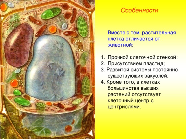 Особенности  Вместе с тем, растительная клетка отличается от животной: Прочной клеточной стенкой; Присутствием пластид; 3. Развитой системы постоянно существующих вакуолей. 4. Кроме того, в клетках большинства высших растений отсутствует клеточный центр с центриолями.